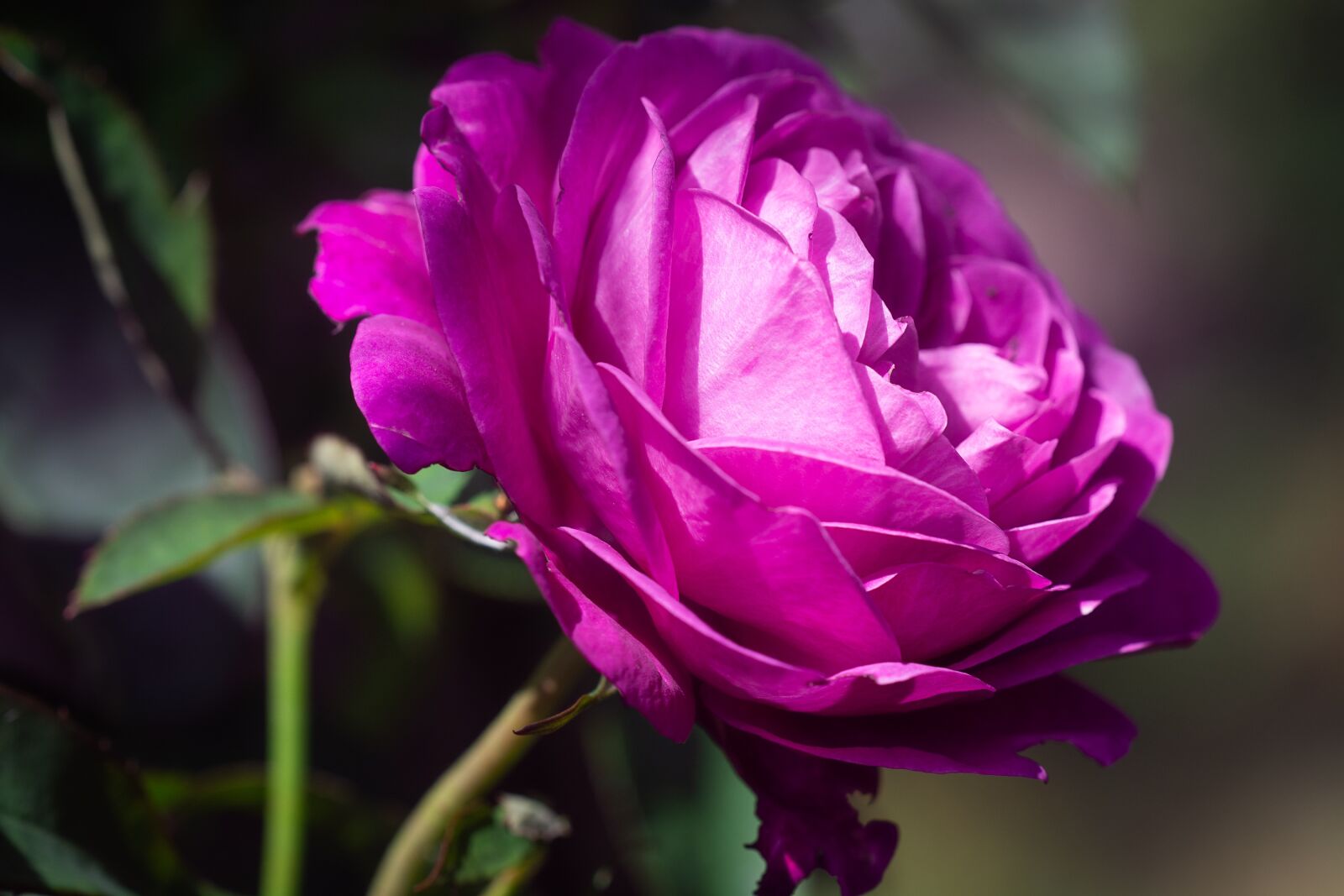 Nikon D7100 sample photo. Rose, pink, pink rose photography