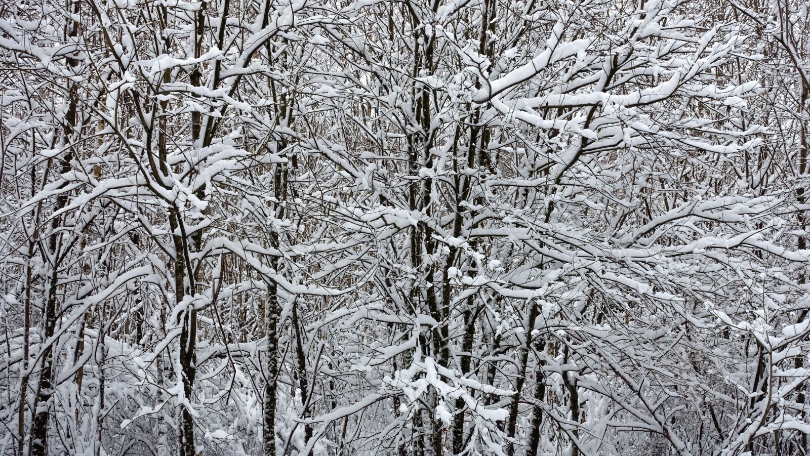Sony Cyber-shot DSC-RX100 III sample photo. Snow, white, winter landscape photography
