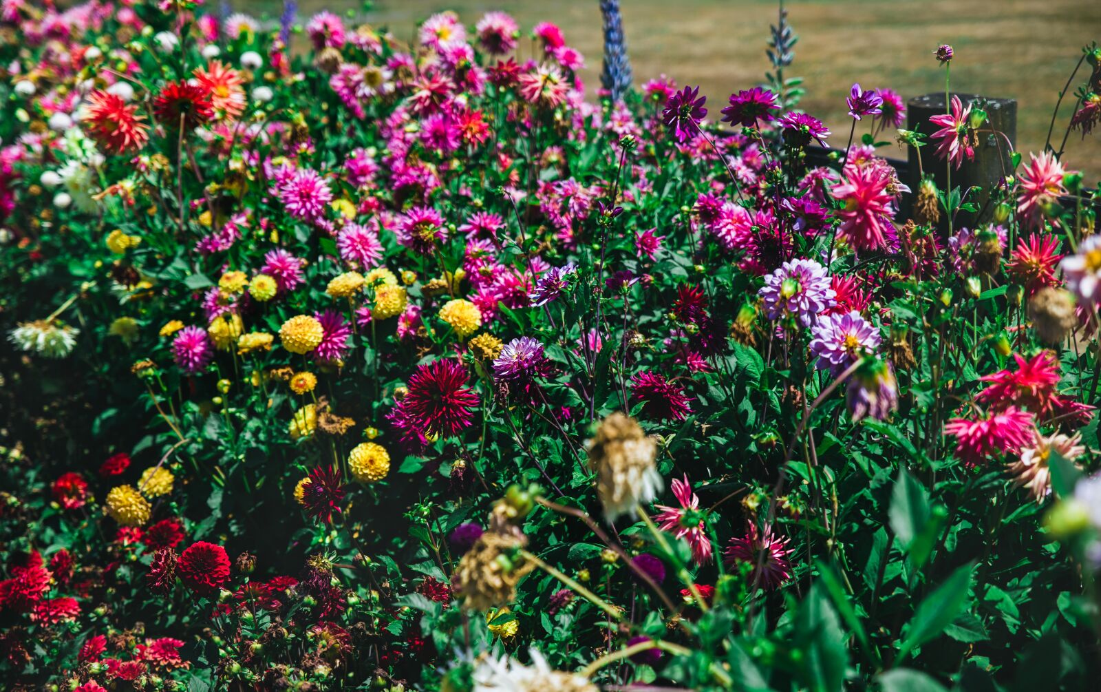 Canon EOS 6D Mark II sample photo. Dahlias, flowers, bloom photography
