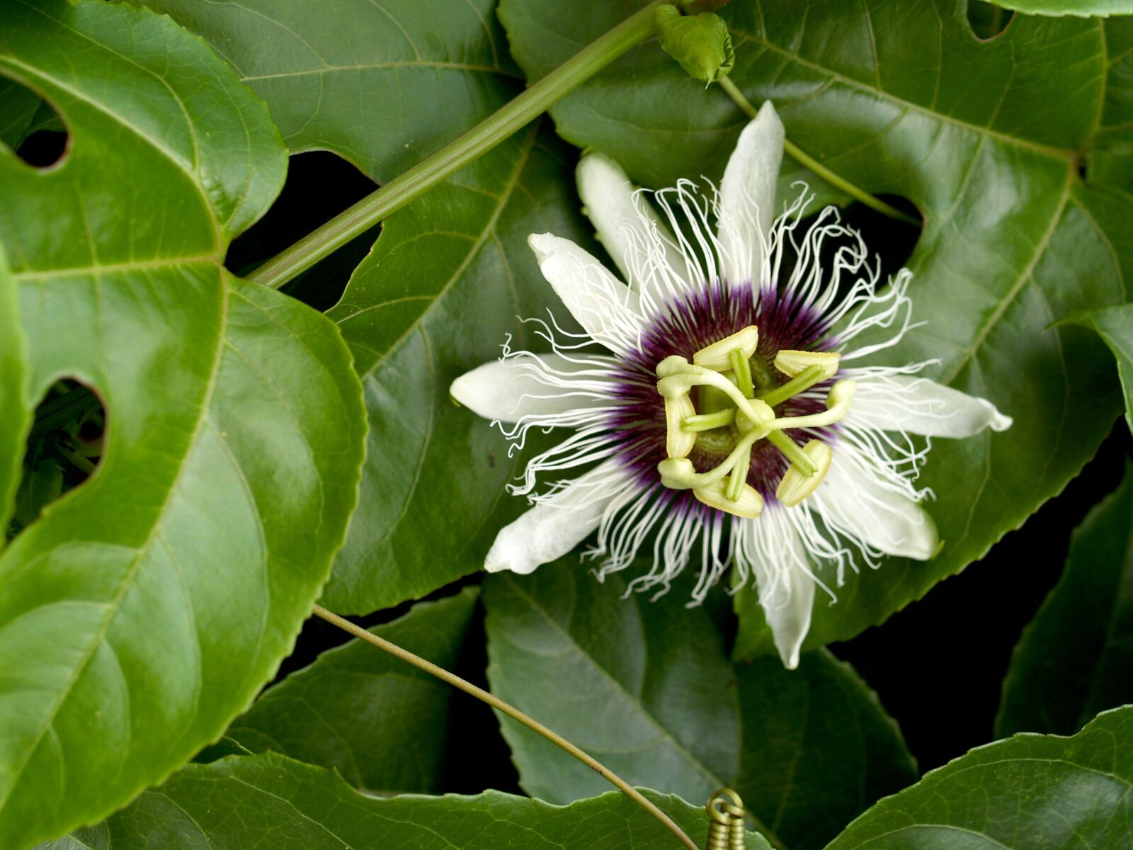Olympus E-300 (EVOLT E-300) sample photo. Passion, flower, fruit photography