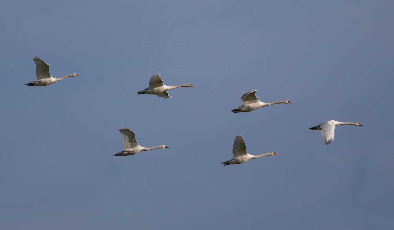 Canon EOS 5D Mark II sample photo. Six swans in flight photography