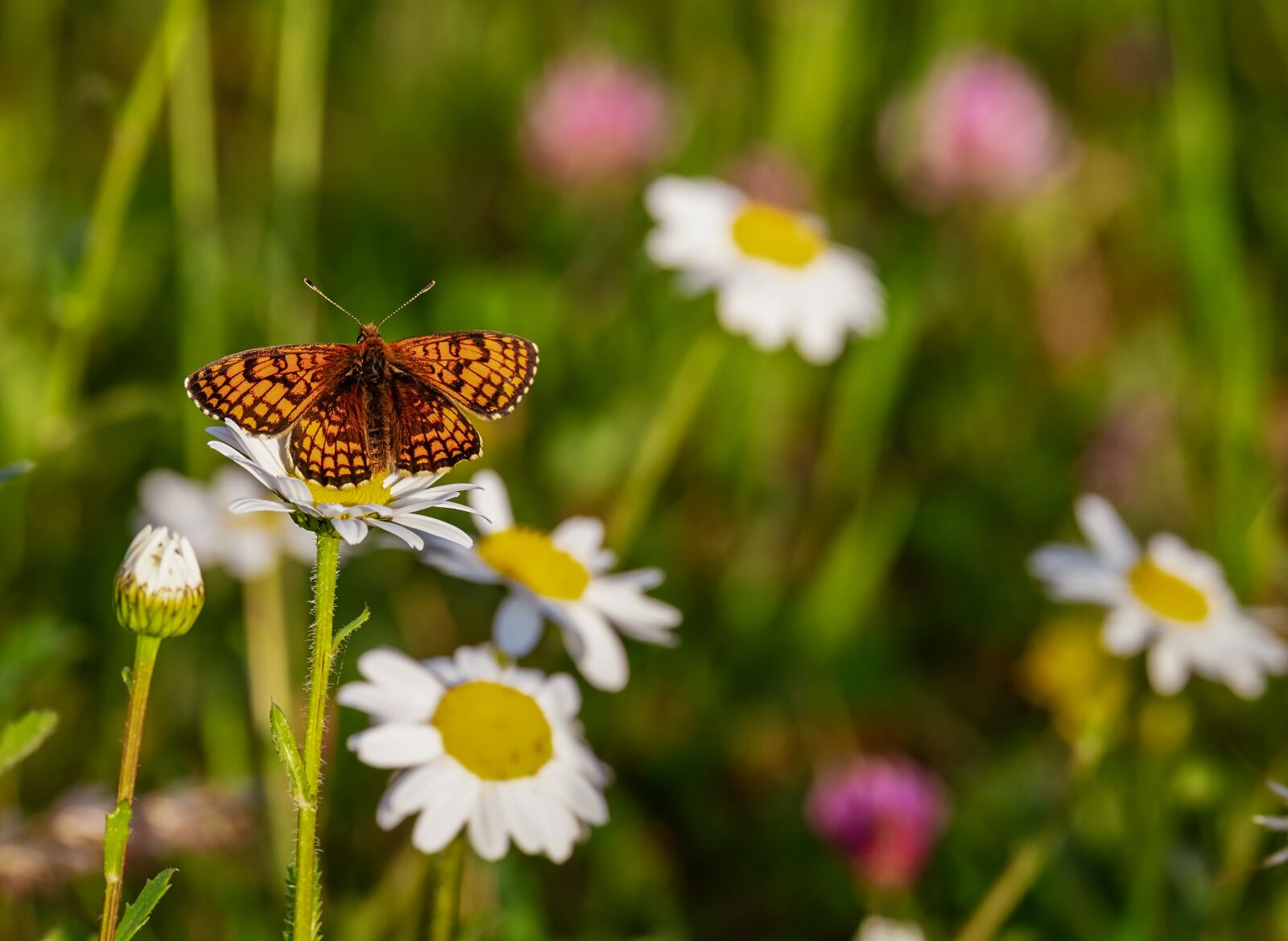 Fujifilm XF 55-200mm F3.5-4.8 R LM OIS sample photo. Butterfly, wetlands - mother photography