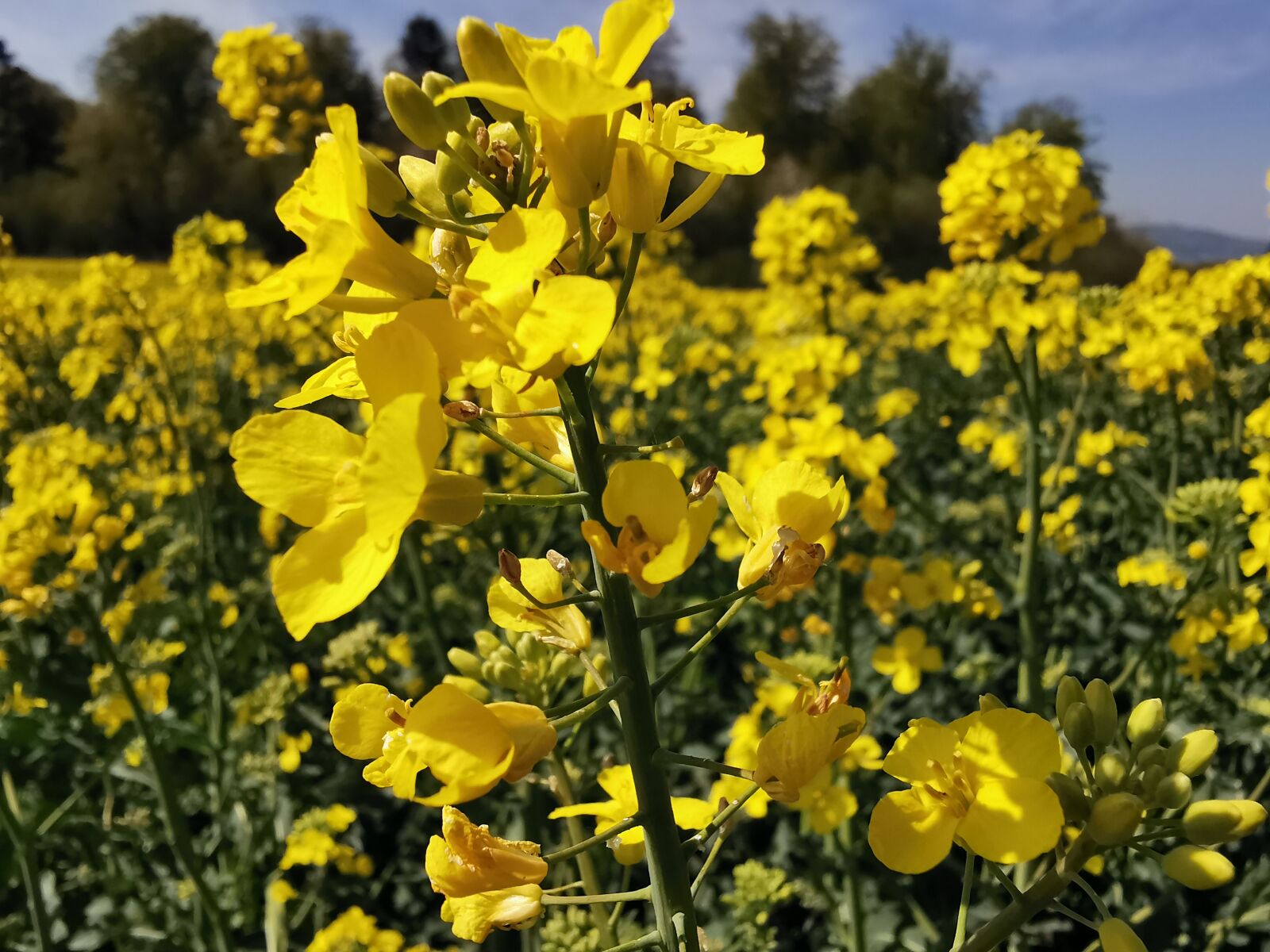 HUAWEI P30 Pro sample photo. Flower, yellow, flora photography