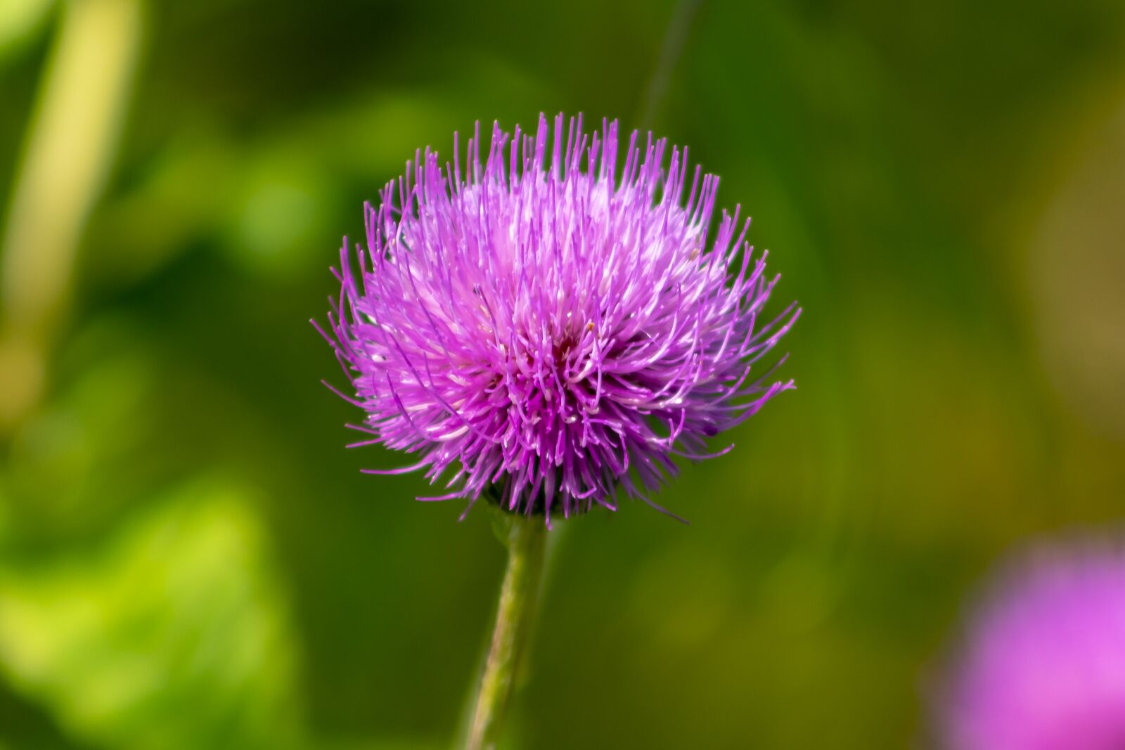 Canon EF75-300mm f/4-5.6 sample photo. Wildflower, artichoke thistle, thistle photography