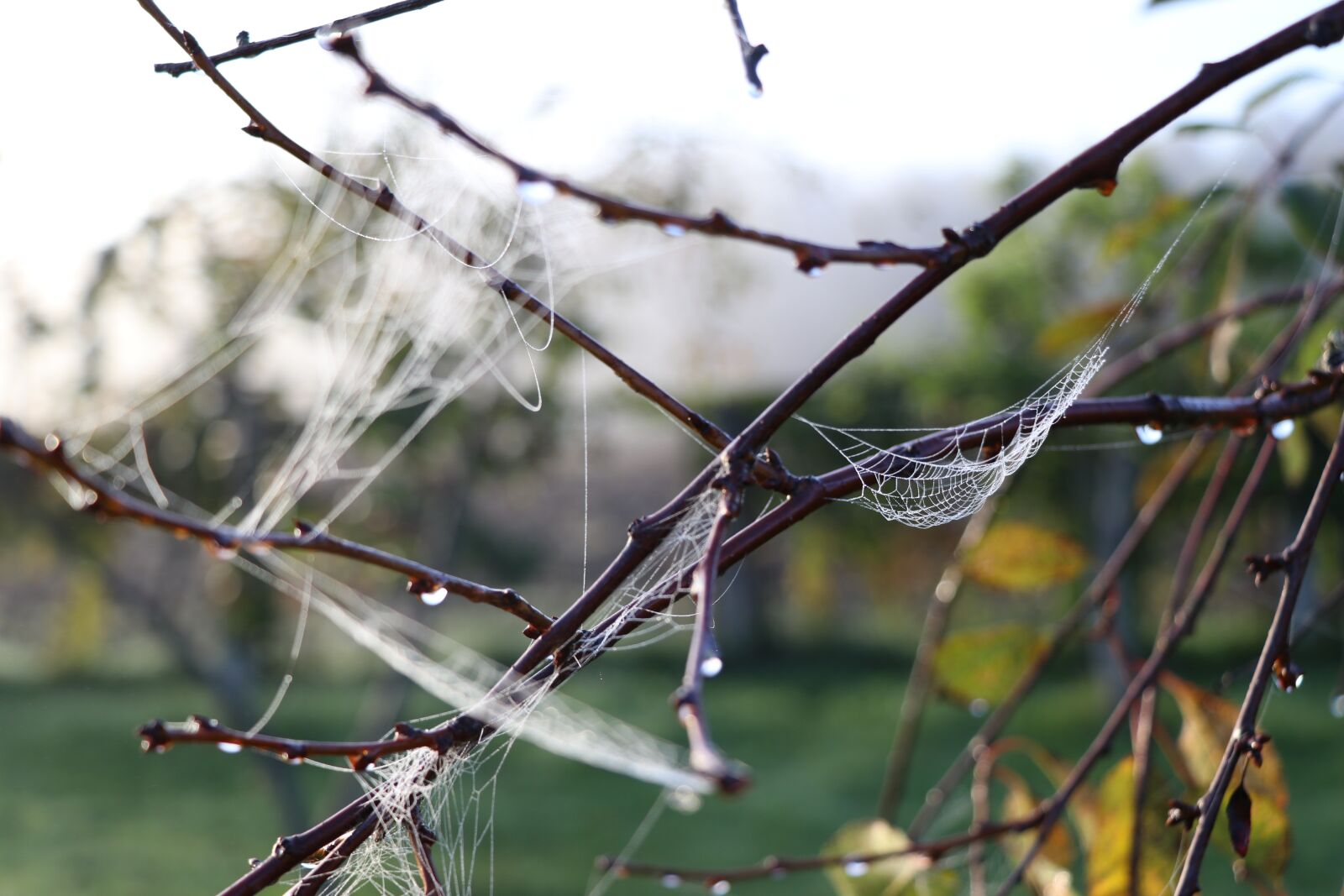Canon EF-S 18-135mm F3.5-5.6 IS USM sample photo. Nature, wild, cobweb photography