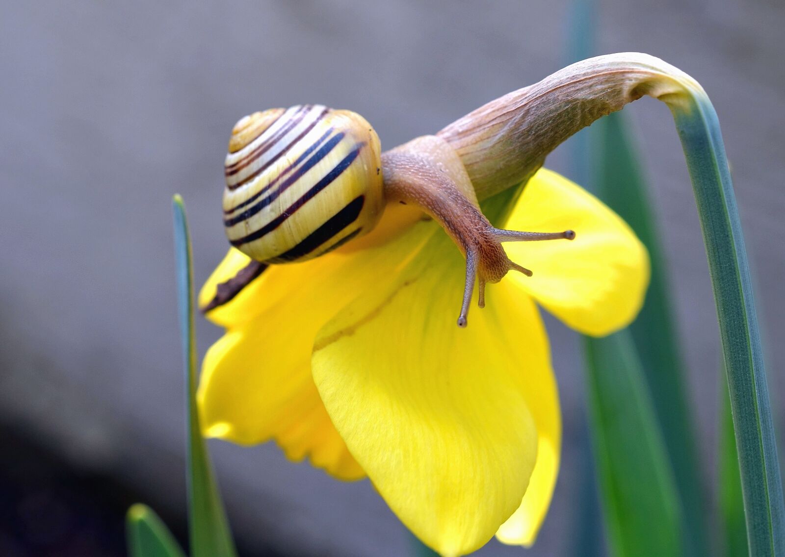 Nikon D5100 sample photo. Flower, flowering, snail, invertebrate photography