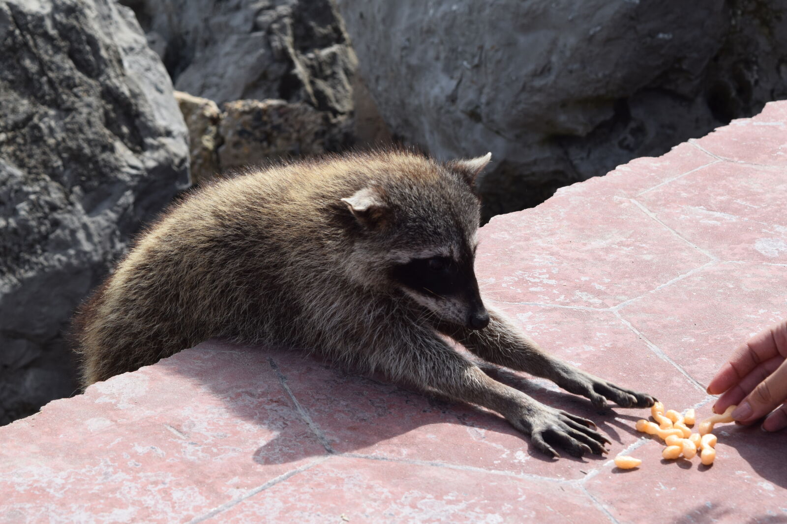 Nikon D3300 sample photo. Animals, raccoon, wildlife photography
