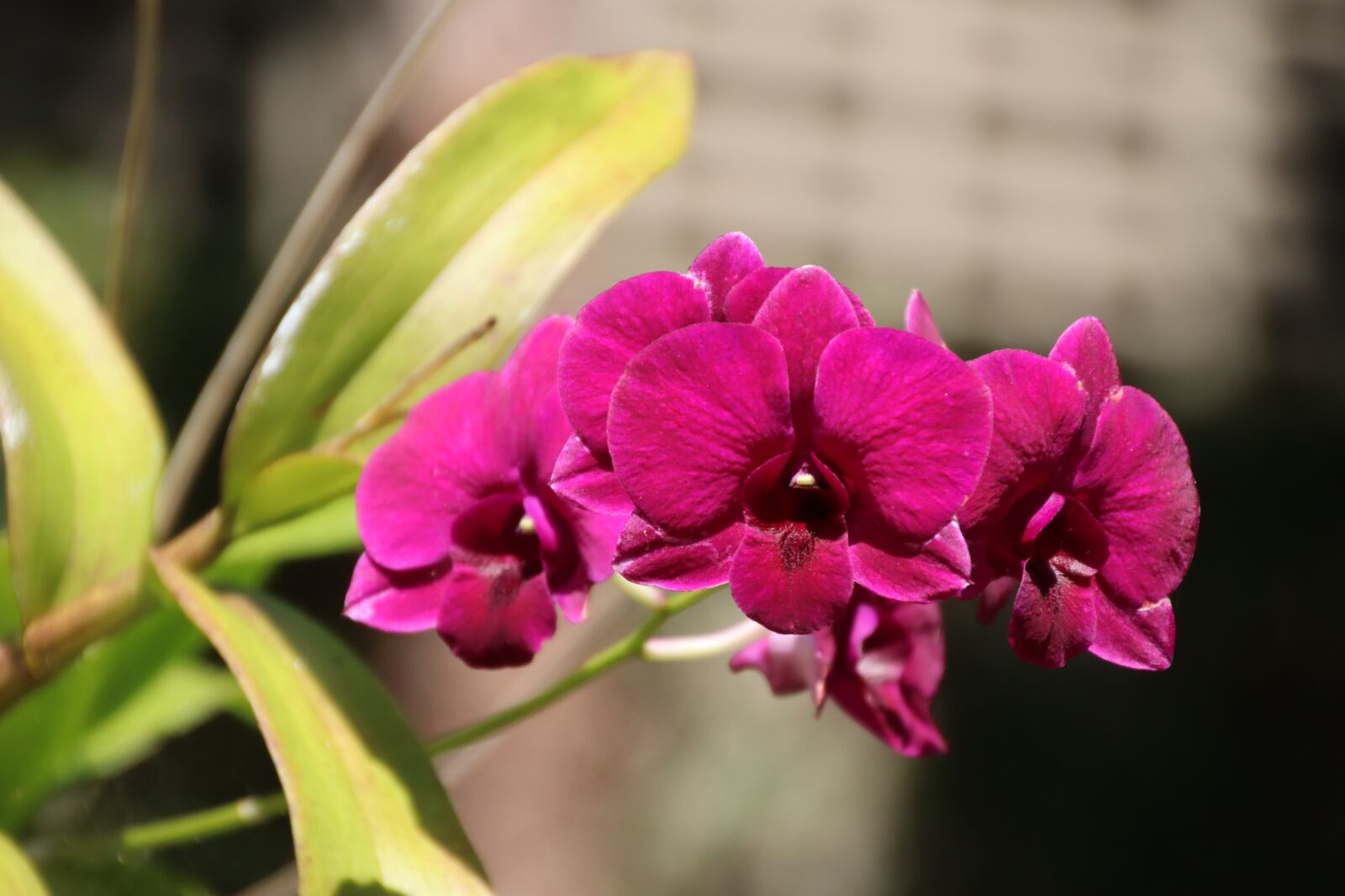 Canon EOS M50 (EOS Kiss M) sample photo. Orchids, phalaenopsis, blossom photography