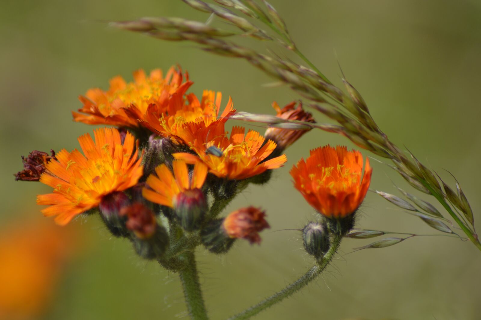 Nikon D3200 sample photo. Flower, nature, orange photography