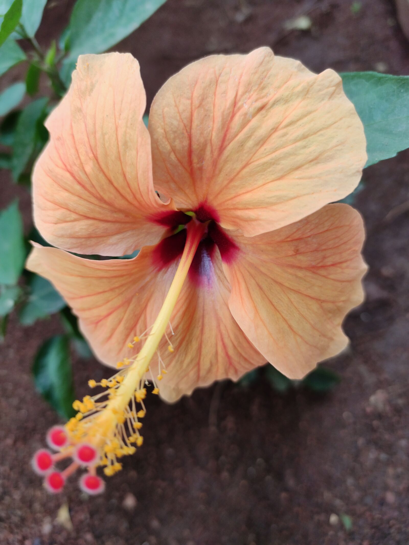 Xiaomi Redmi Note 7 Pro sample photo. Hibiscus, flower, plant photography