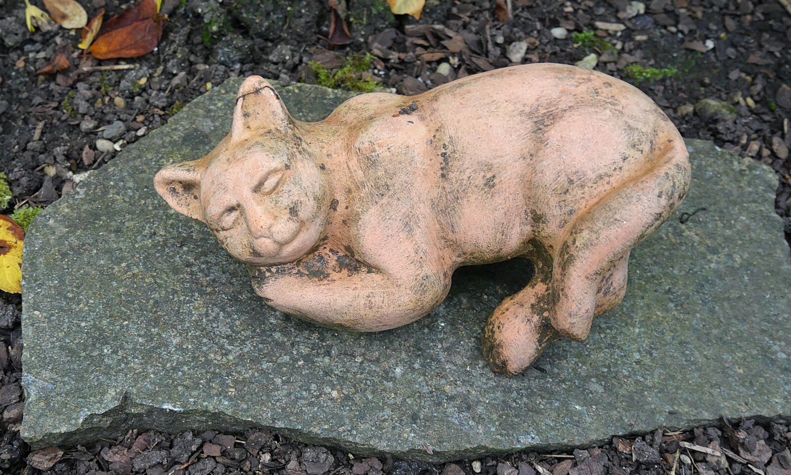 Panasonic Lumix DMC-G6 sample photo. Cat, tonkatze, decoration photography