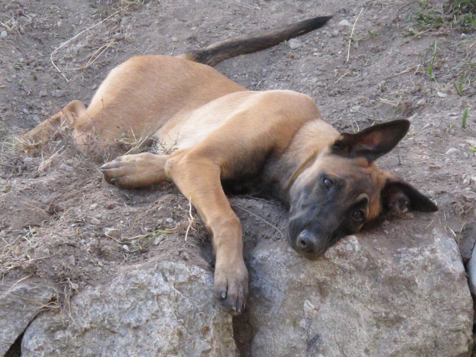 Canon PowerShot G11 sample photo. Dogs, benefit from, joy photography