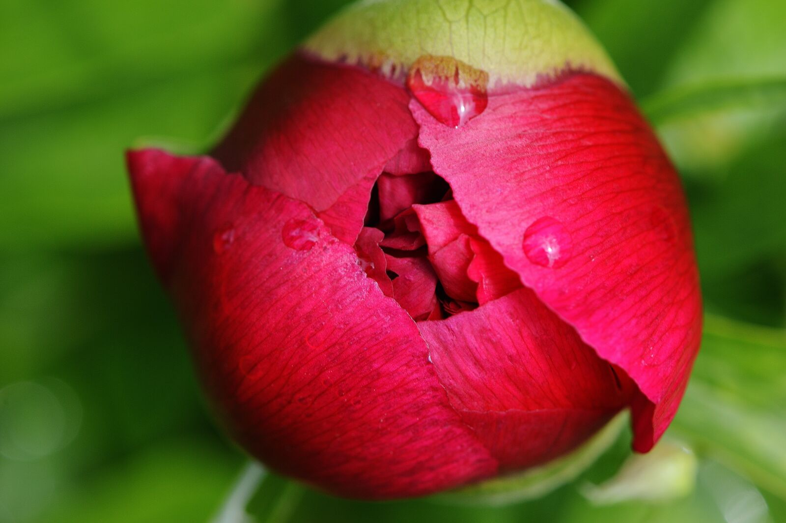 Nikon D3200 sample photo. Peony, rain, drip photography