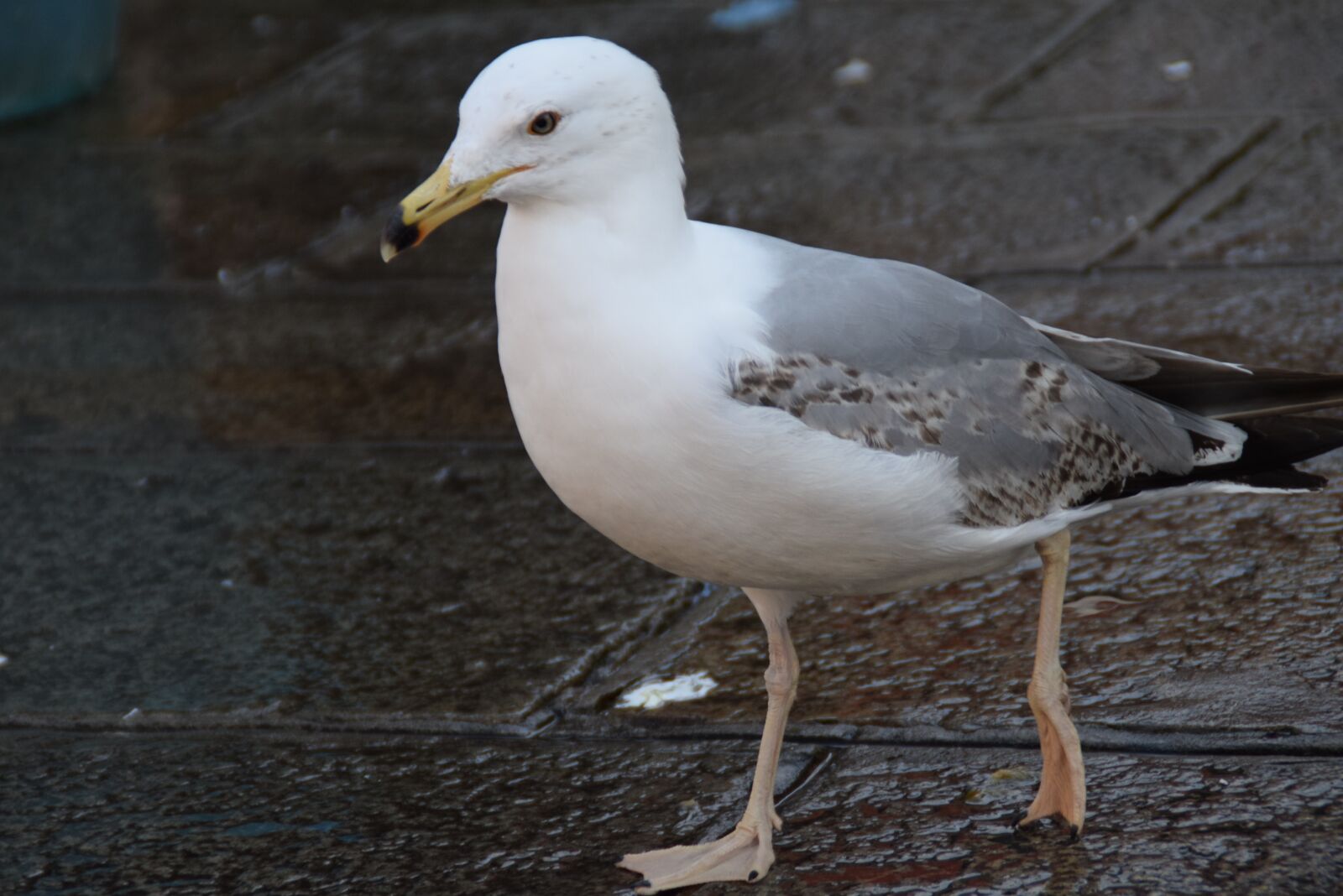 Nikon D5300 sample photo. Gull, bird, portrait photography