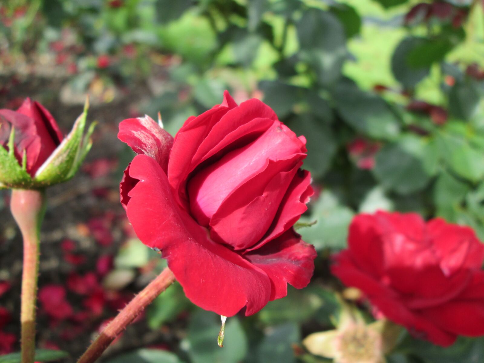 Canon POWERSHOT A2600 sample photo. Red, ros, red rose photography