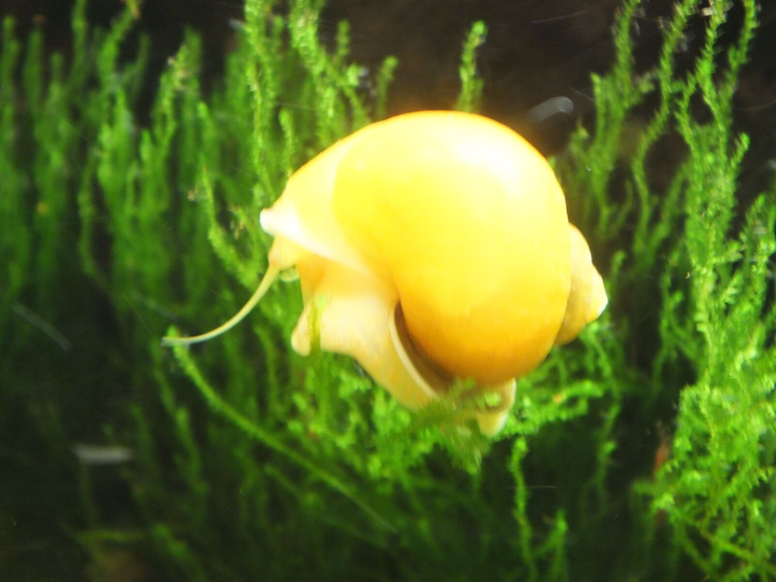 Fujifilm FinePix HS30EXR sample photo. Mystery snail, yellow, aquarium photography