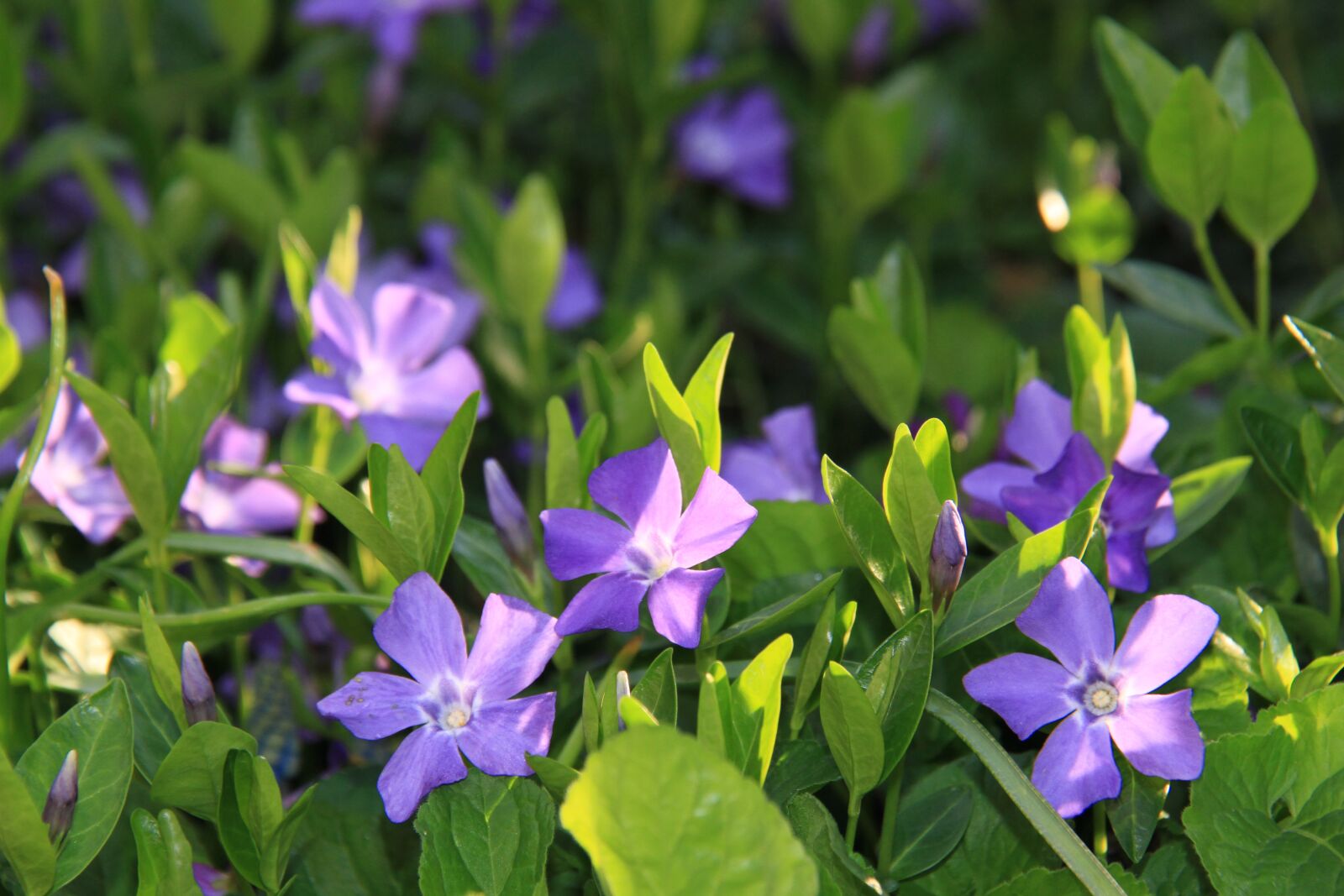 Canon EOS 7D sample photo. Pervenche, flower, sun photography