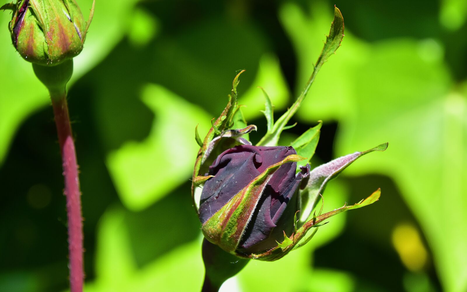 Nikon D7200 sample photo. Flower, nature, leaf photography