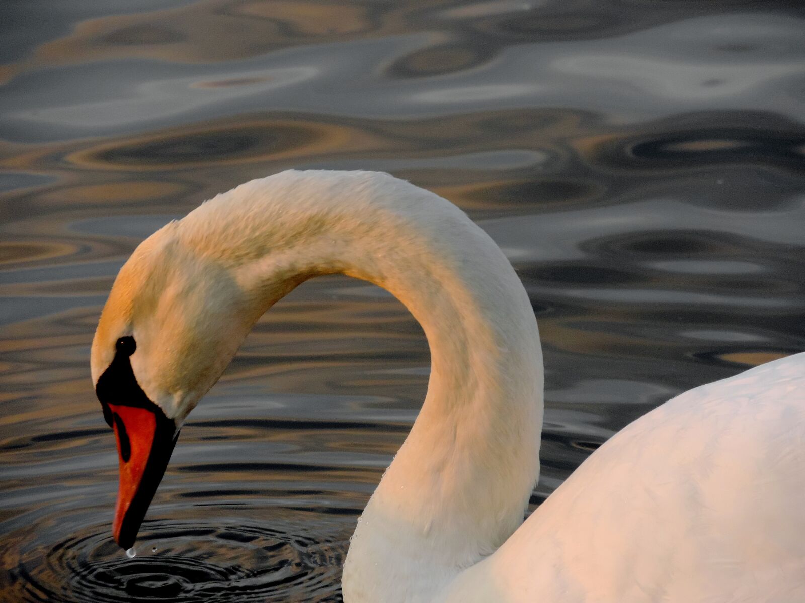 Nikon Coolpix P520 sample photo. Bird, swan, aquatic bird photography