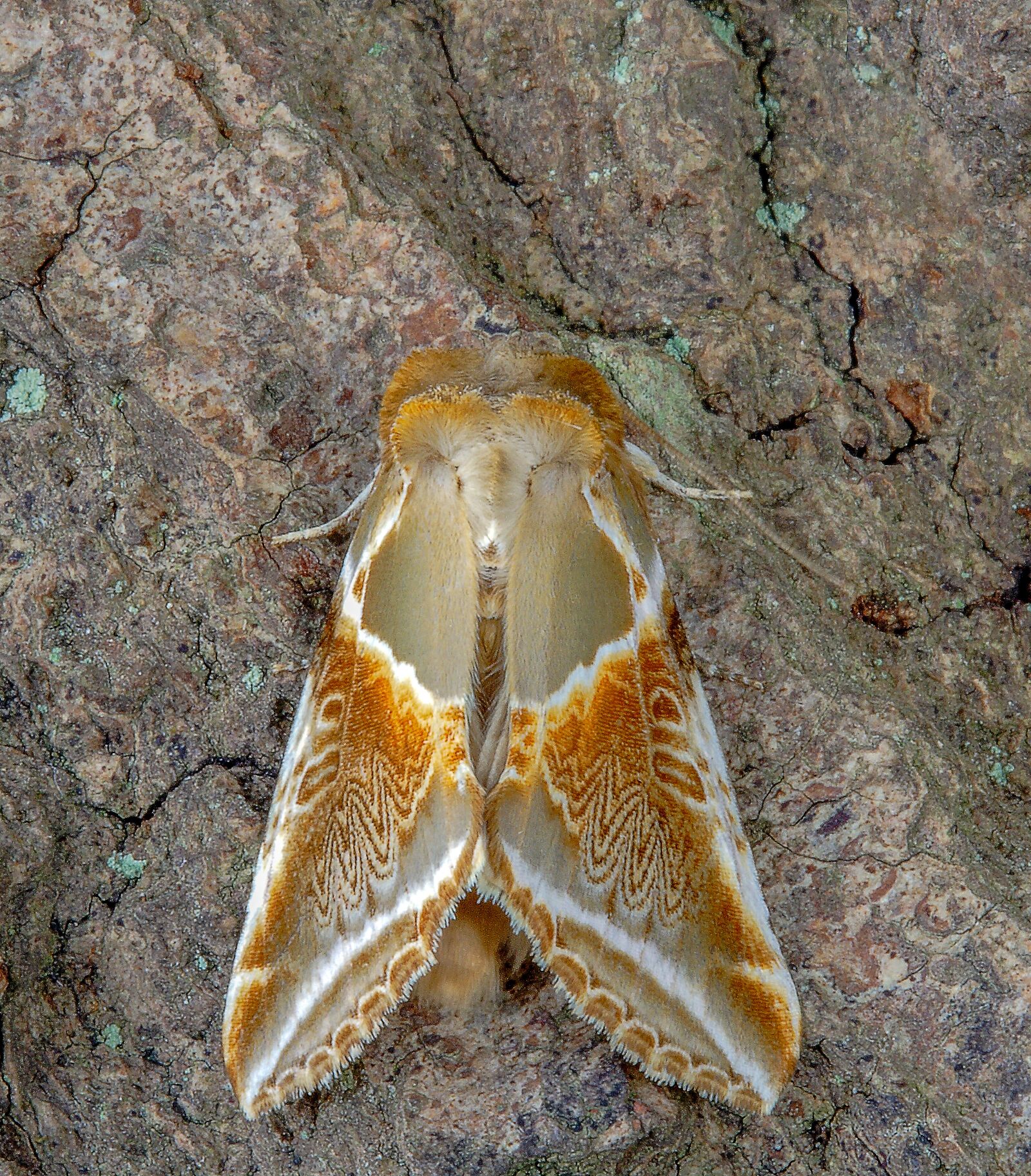 Canon EOS 400D (EOS Digital Rebel XTi / EOS Kiss Digital X) sample photo. Moth, buff-arches, wings photography