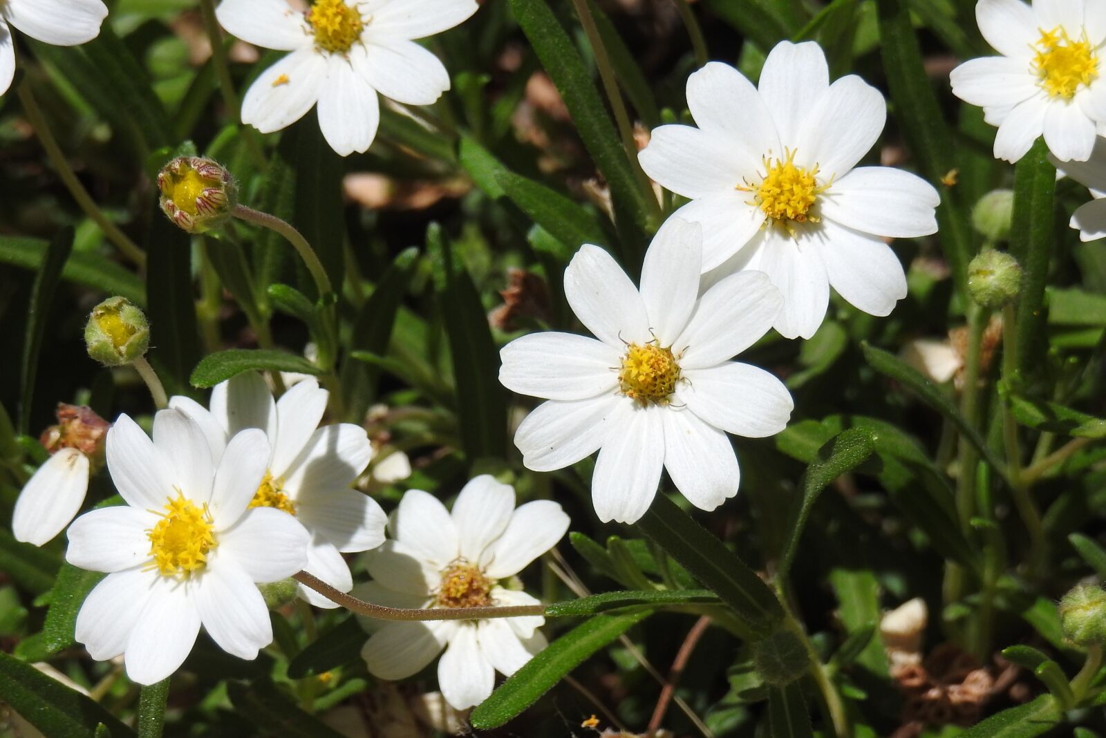 Nikon Coolpix P900 sample photo. Flowers, white, daisy photography