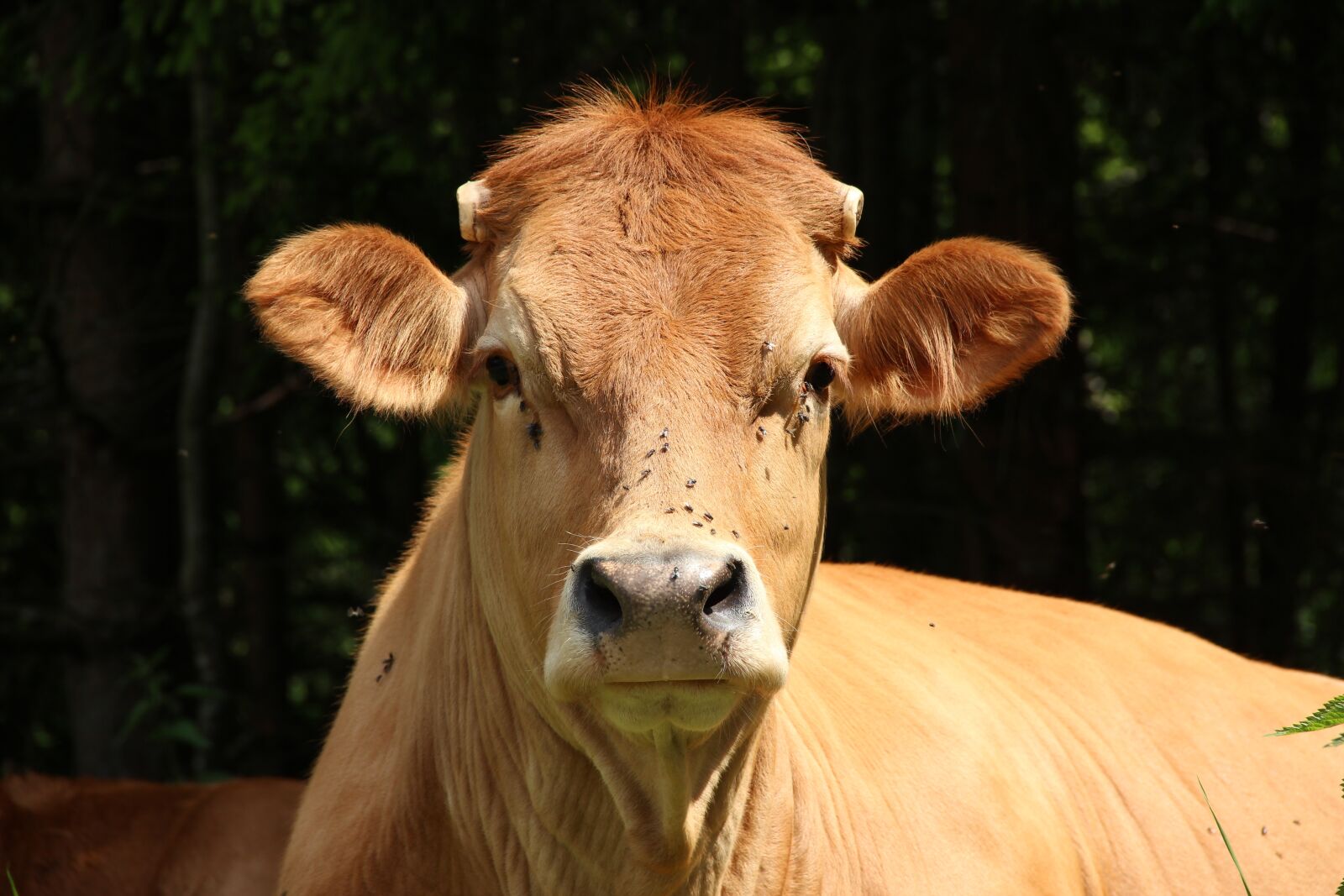 Canon EOS 600D (Rebel EOS T3i / EOS Kiss X5) sample photo. Cows, snout, beef photography