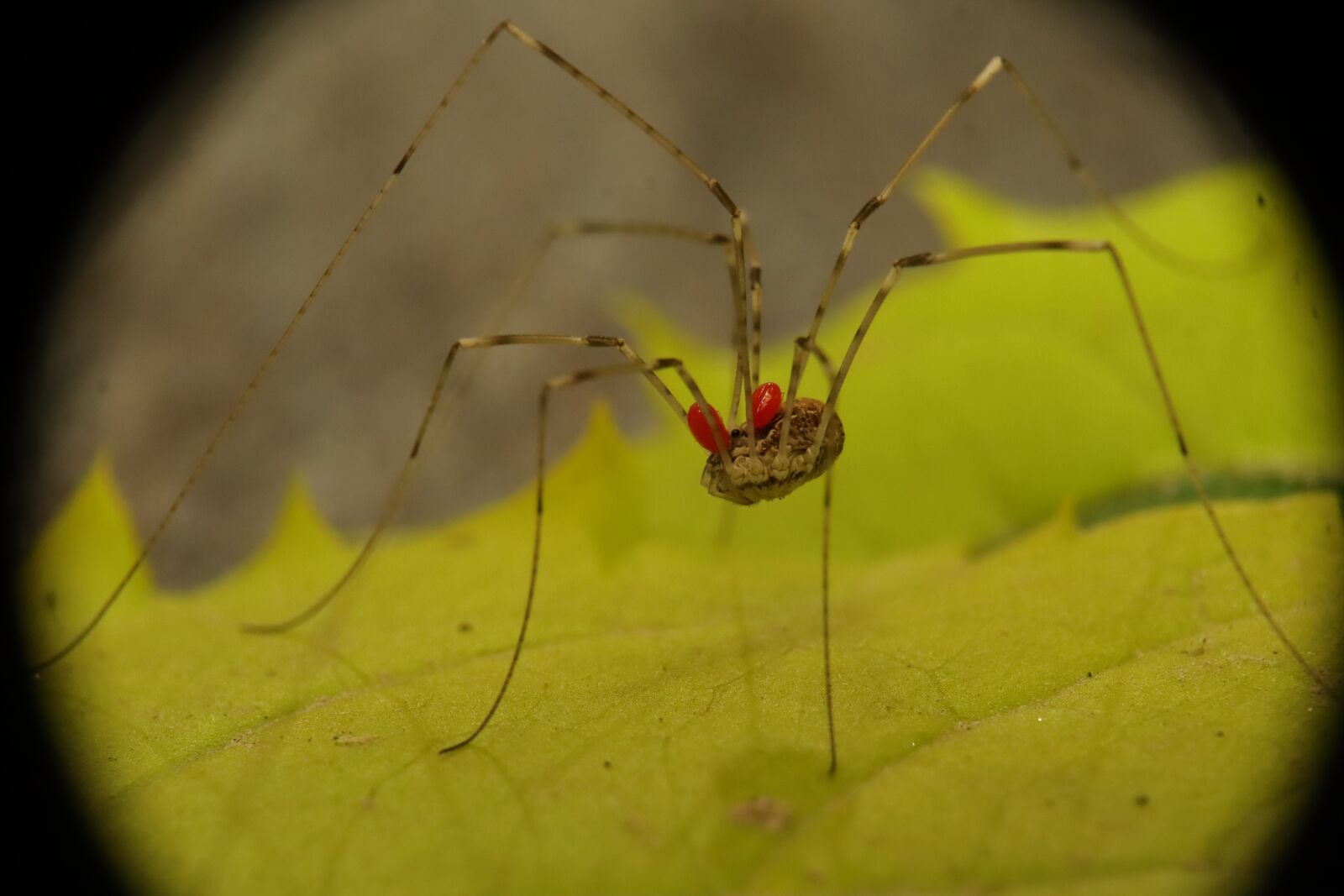Canon EF-M 15-45mm F3.5-6.3 IS STM sample photo. Arachnid, opilión, reaper photography