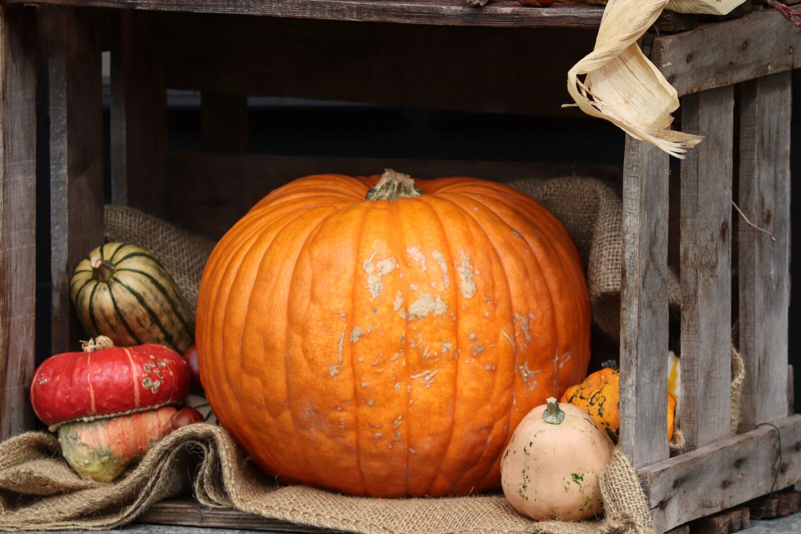 Canon EOS 200D (EOS Rebel SL2 / EOS Kiss X9) sample photo. Halloween, pumpkin, wooden box photography