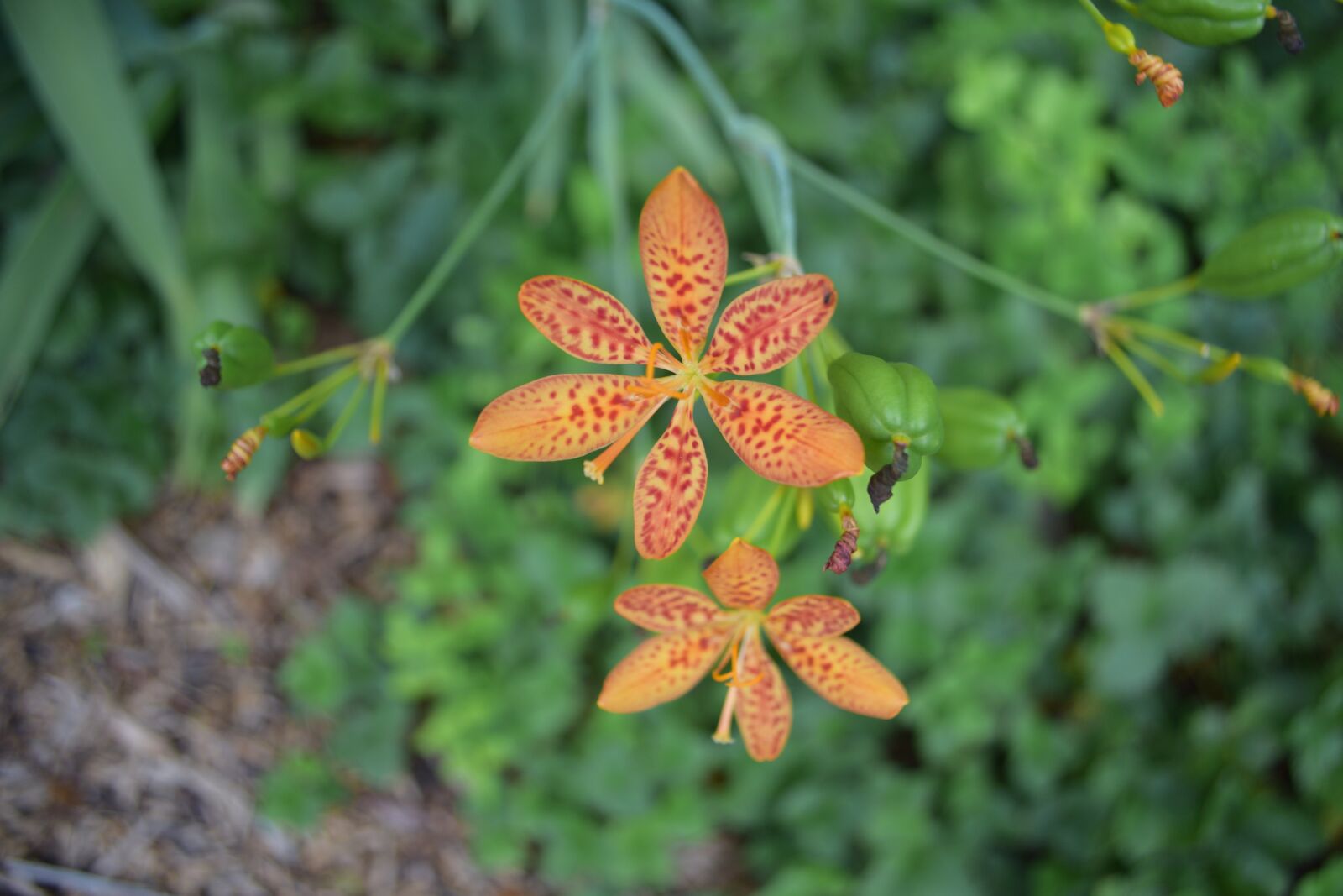 Nikon D3300 sample photo. Orange, flower, nature photography