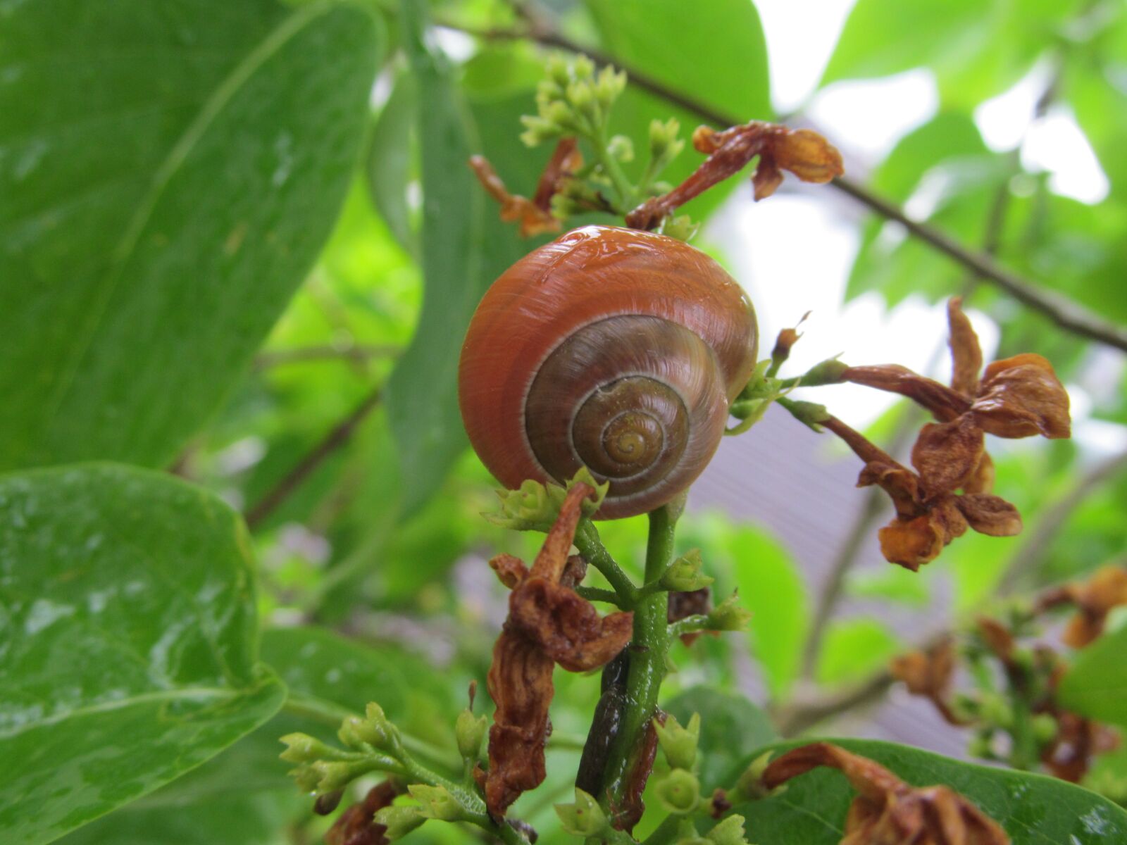 Canon PowerShot SX150 IS sample photo. Snail, shell, nature photography