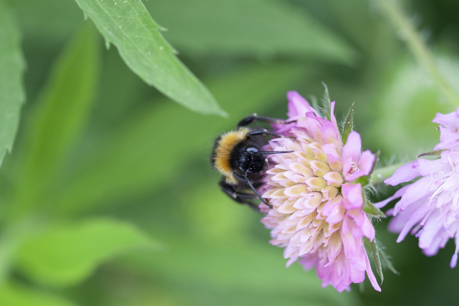 Canon EOS 5D Mark II sample photo. Bee, nectar, pollen photography
