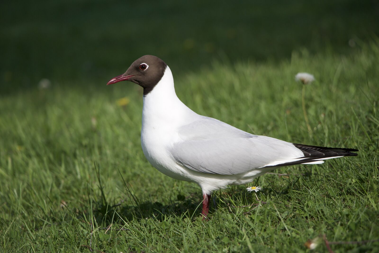 Canon EOS 100D (EOS Rebel SL1 / EOS Kiss X7) sample photo. Pewit, bird, peewit photography