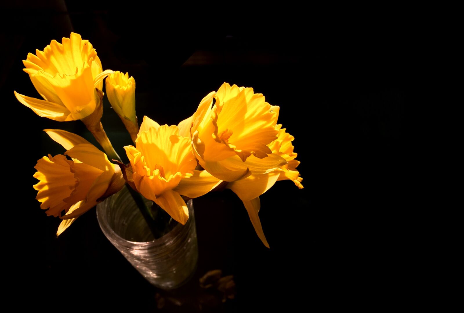 iPhone 6 Plus back camera 4.15mm f/2.2 sample photo. Daffodils, yellow, spring flowers photography