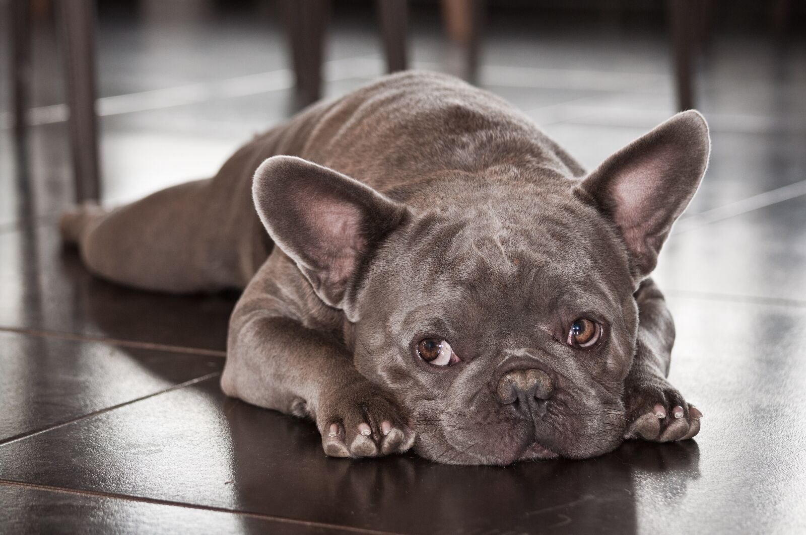Nikon D90 sample photo. Dog, french bulldog, pet photography