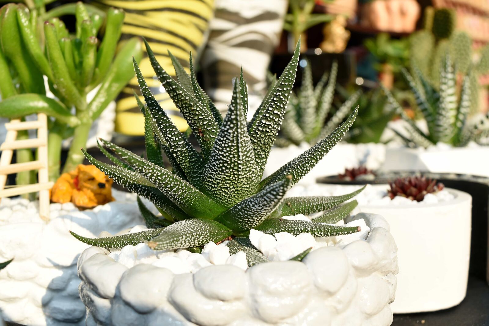Nikon D5500 sample photo. Cactus, decorative, flower, nature photography