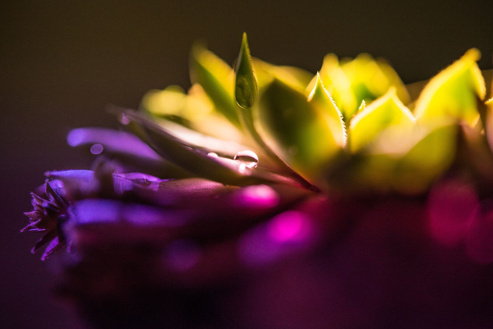 Nikon D600 sample photo. Cactus, light, colors photography