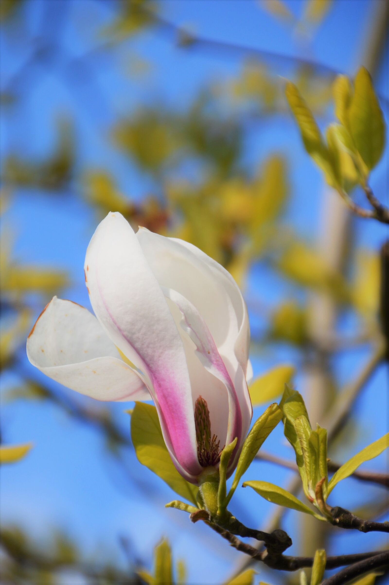 Nikon D3200 sample photo. Magniolia de soulanges, tree photography