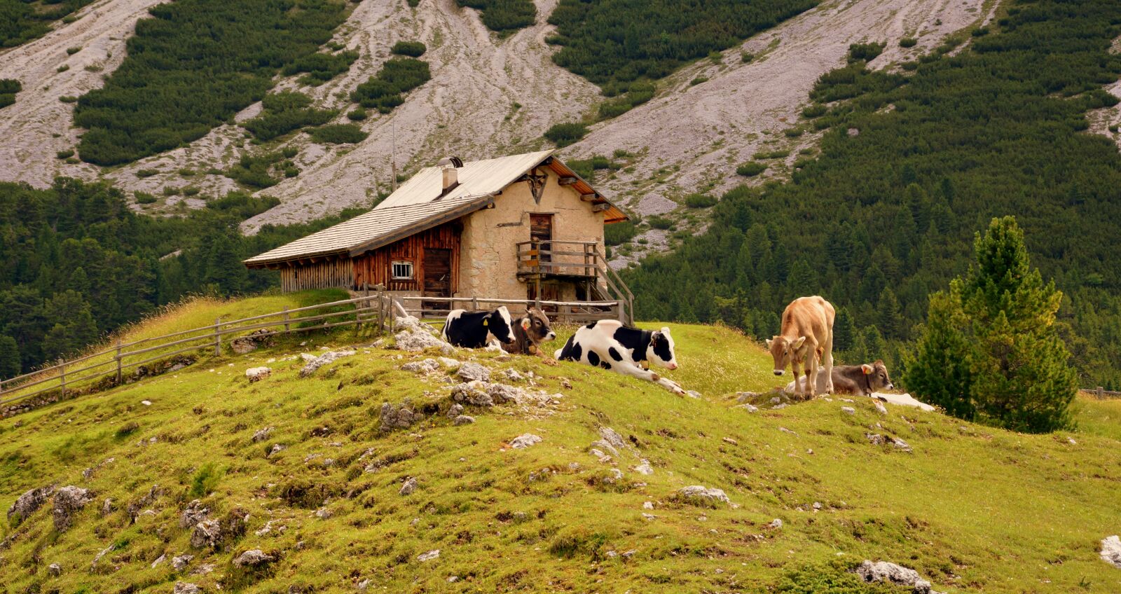 Nikon D7100 sample photo. Baita, cow, pasture photography