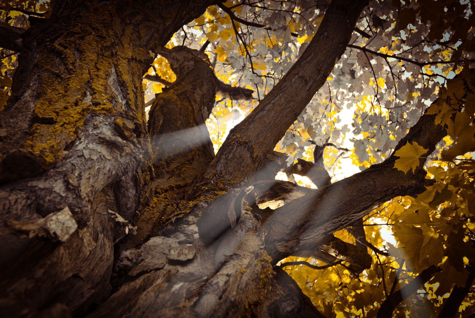 Nikon D200 sample photo. Nature, tree, plant photography