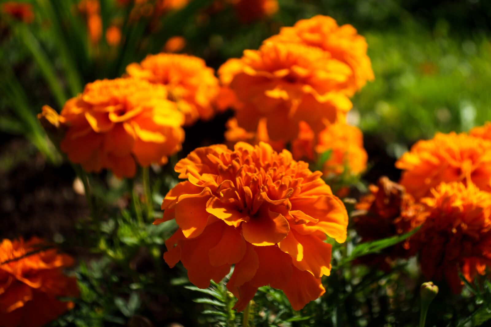 Canon PowerShot G9 X Mark II sample photo. Barhotki, flowers, petals photography