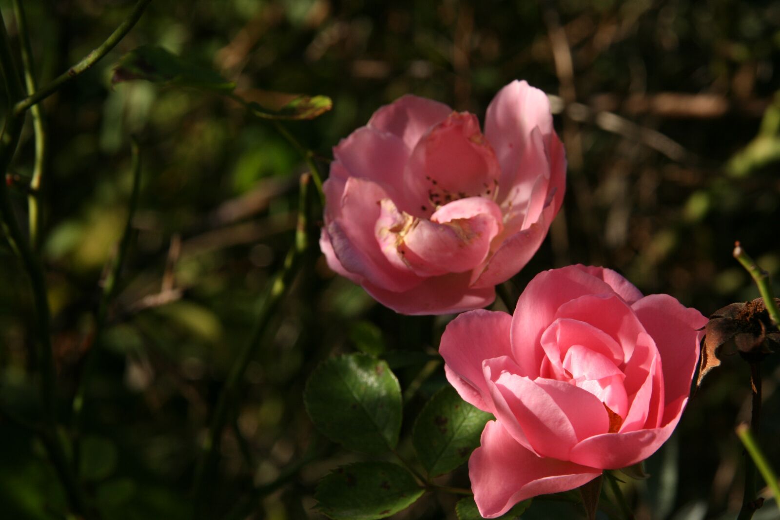 Canon EOS 400D (EOS Digital Rebel XTi / EOS Kiss Digital X) sample photo. Flowers, pink, roses photography
