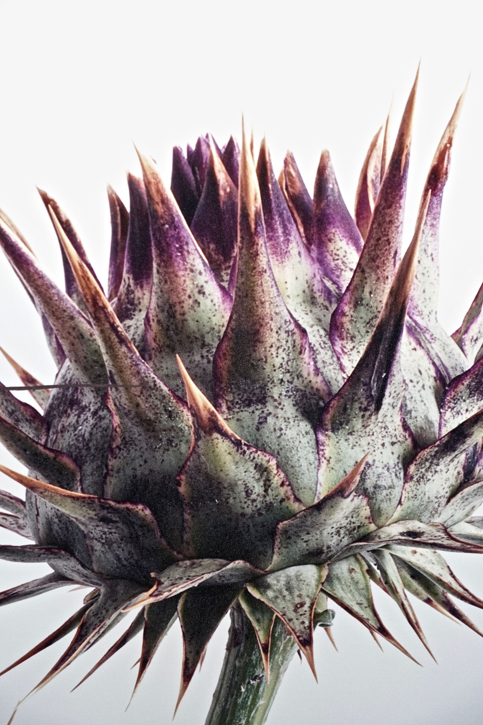 Sony Cyber-shot DSC-RX100 III sample photo. Artichoke, vegetable, nature photography