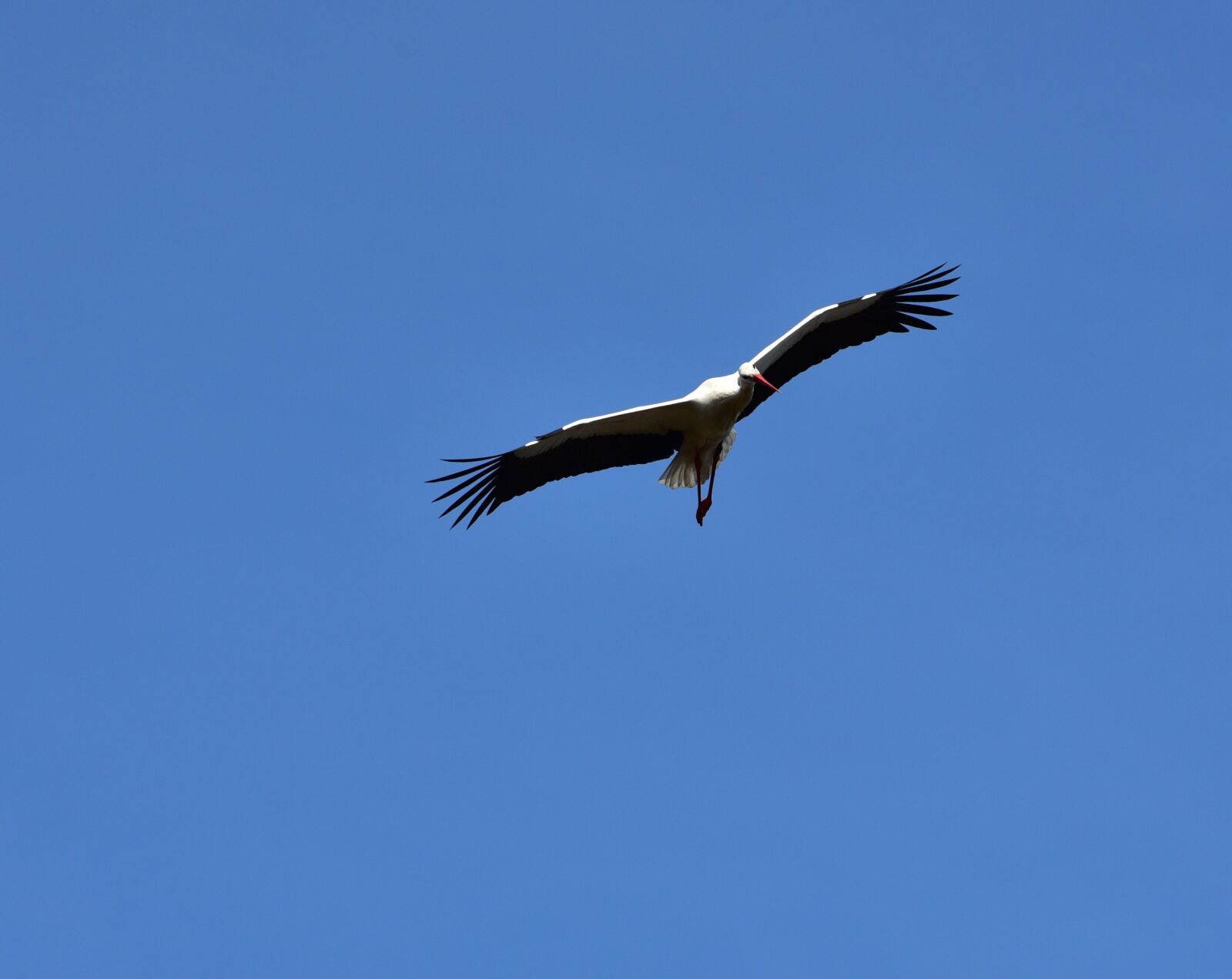 Nikon D750 sample photo. Stork, sky, flying photography