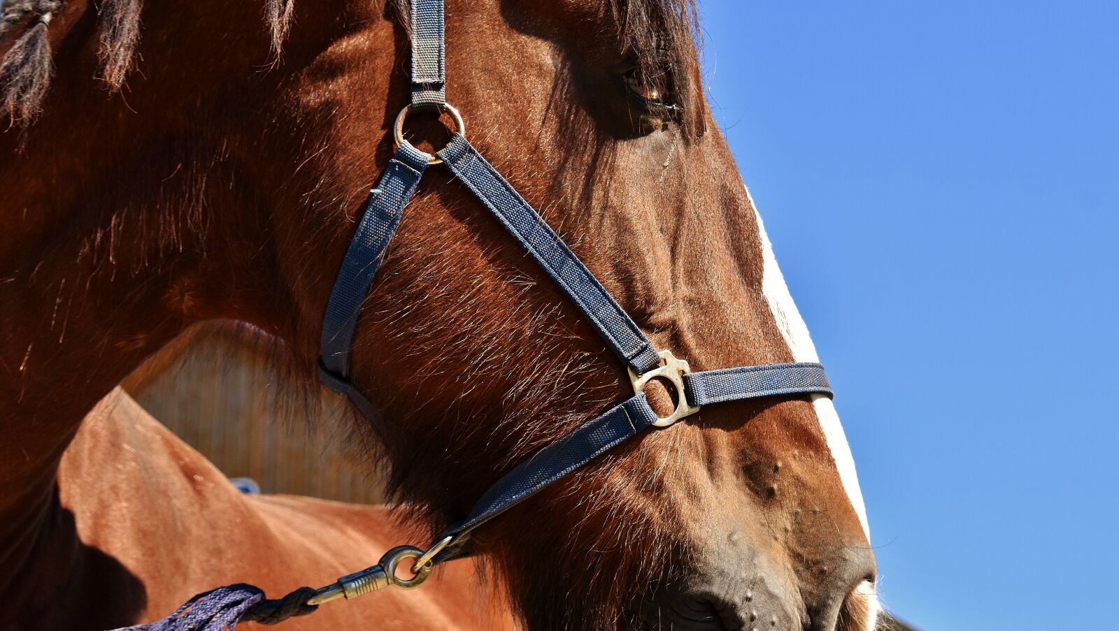 Nikon D7200 sample photo. Shire horse, horse, big photography
