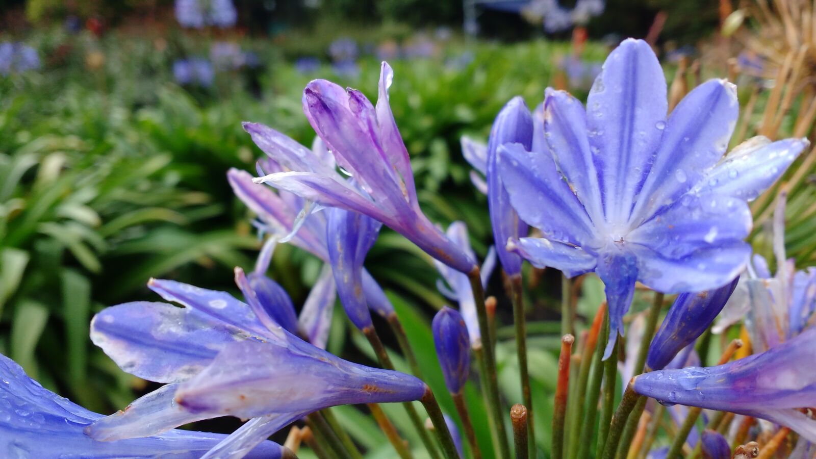 Motorola MotoG3 sample photo. Flower, lilac, garden photography
