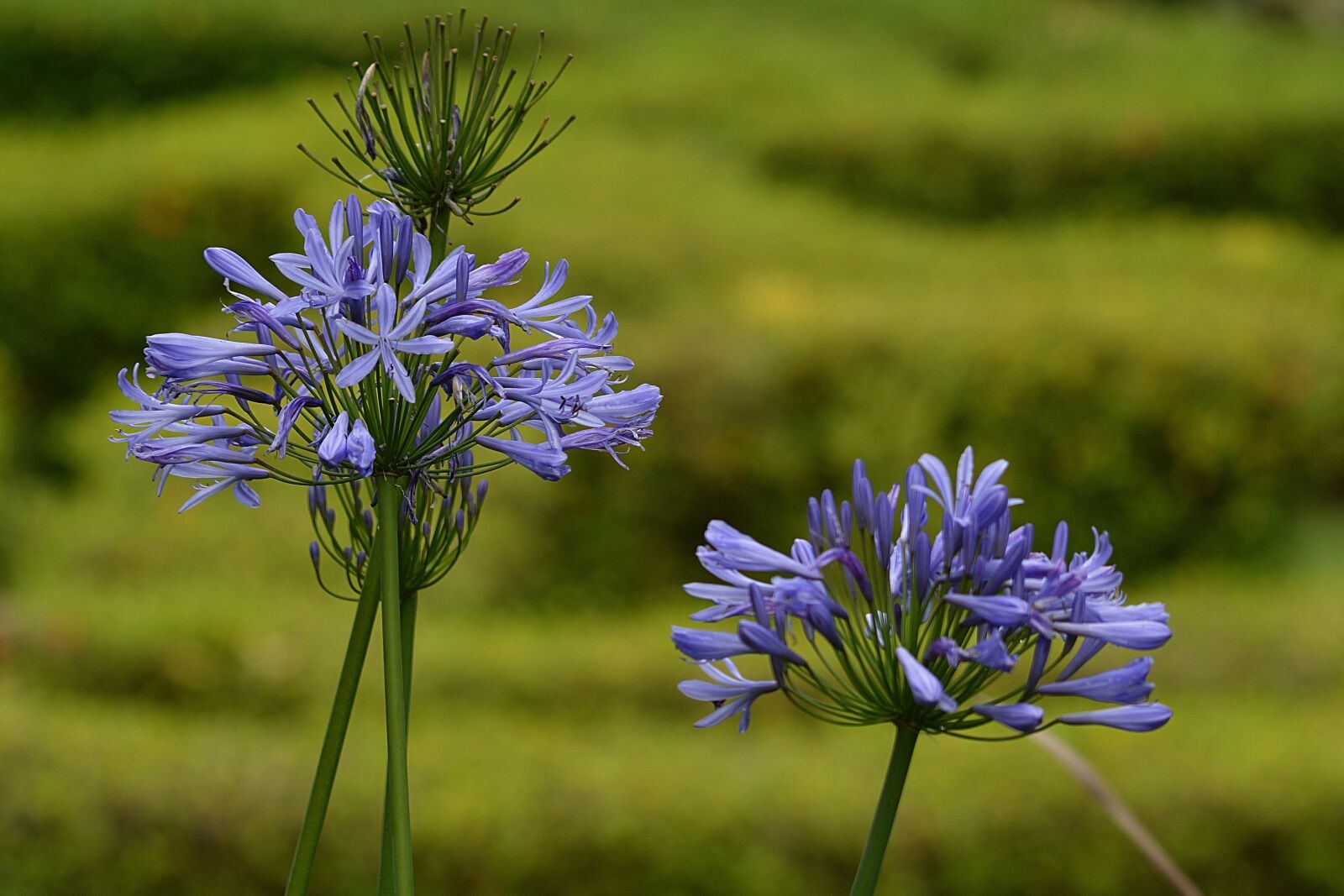 Nikon D3200 sample photo. Green, vegetation, nature photography