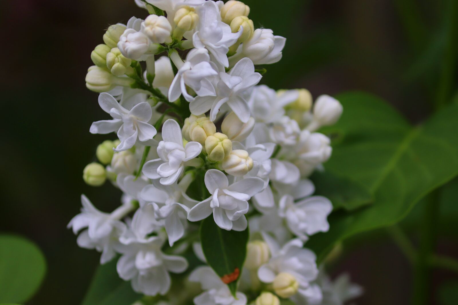 Canon EOS 200D (EOS Rebel SL2 / EOS Kiss X9) sample photo. Lilac, syringa, blossom photography