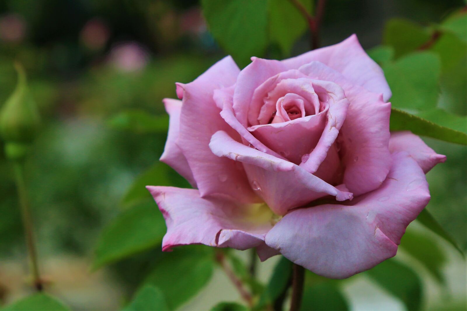 Canon EOS 5D Mark III sample photo. Rose, spring, nature photography