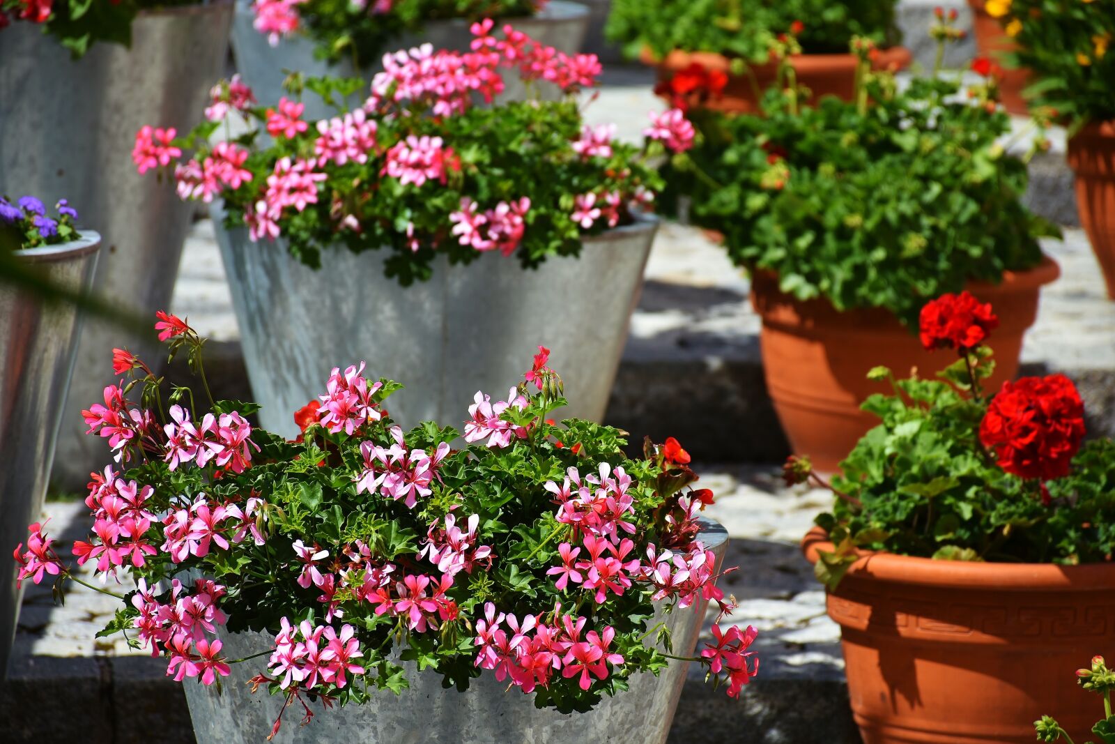 Nikon D7200 sample photo. Geranium, balcony flower, flowers photography