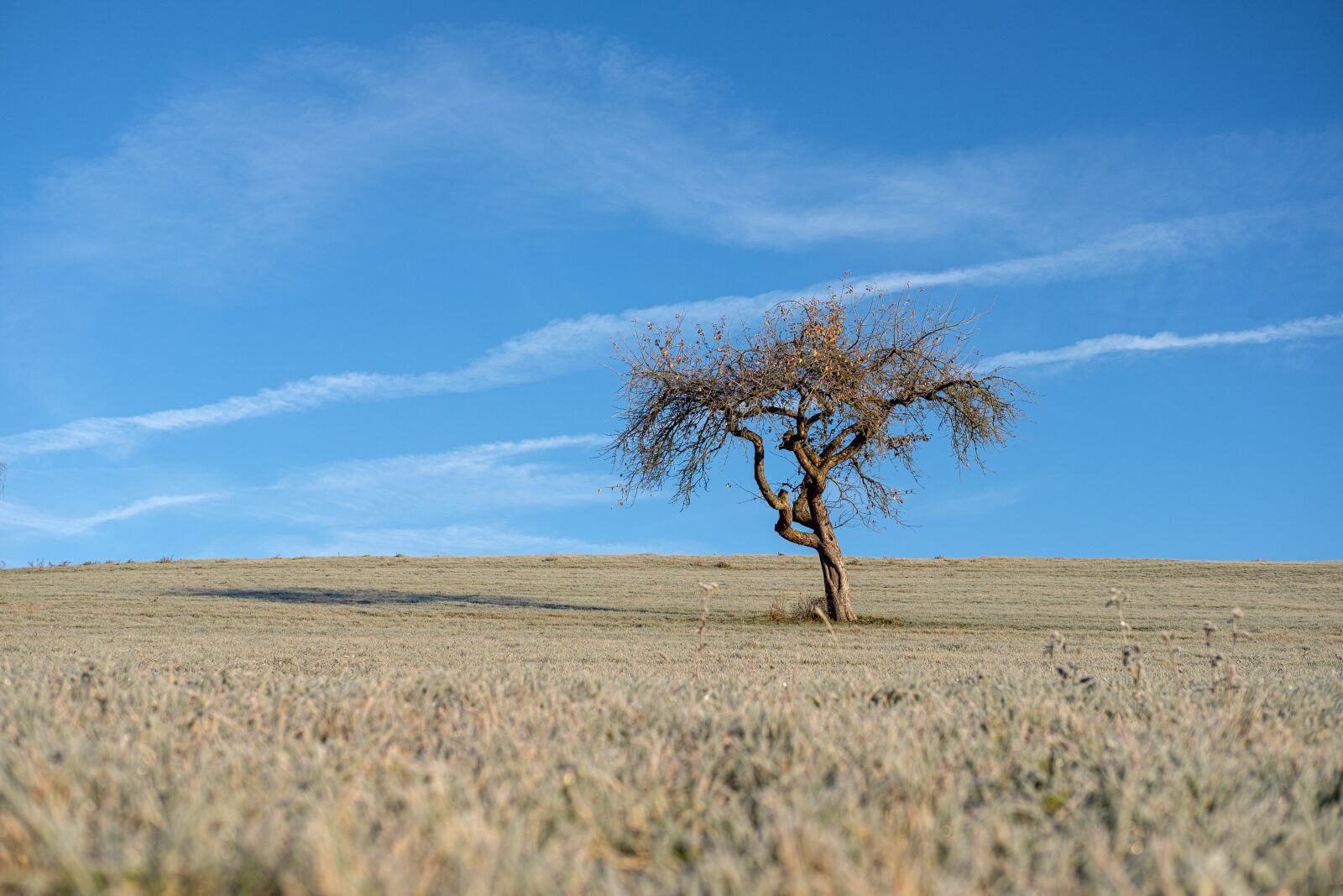 Fujifilm X-T2 + Fujifilm XF 35mm F2 R WR sample photo. Tree, meadow, grass photography